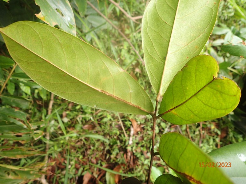 Manotes macrantha photo 3