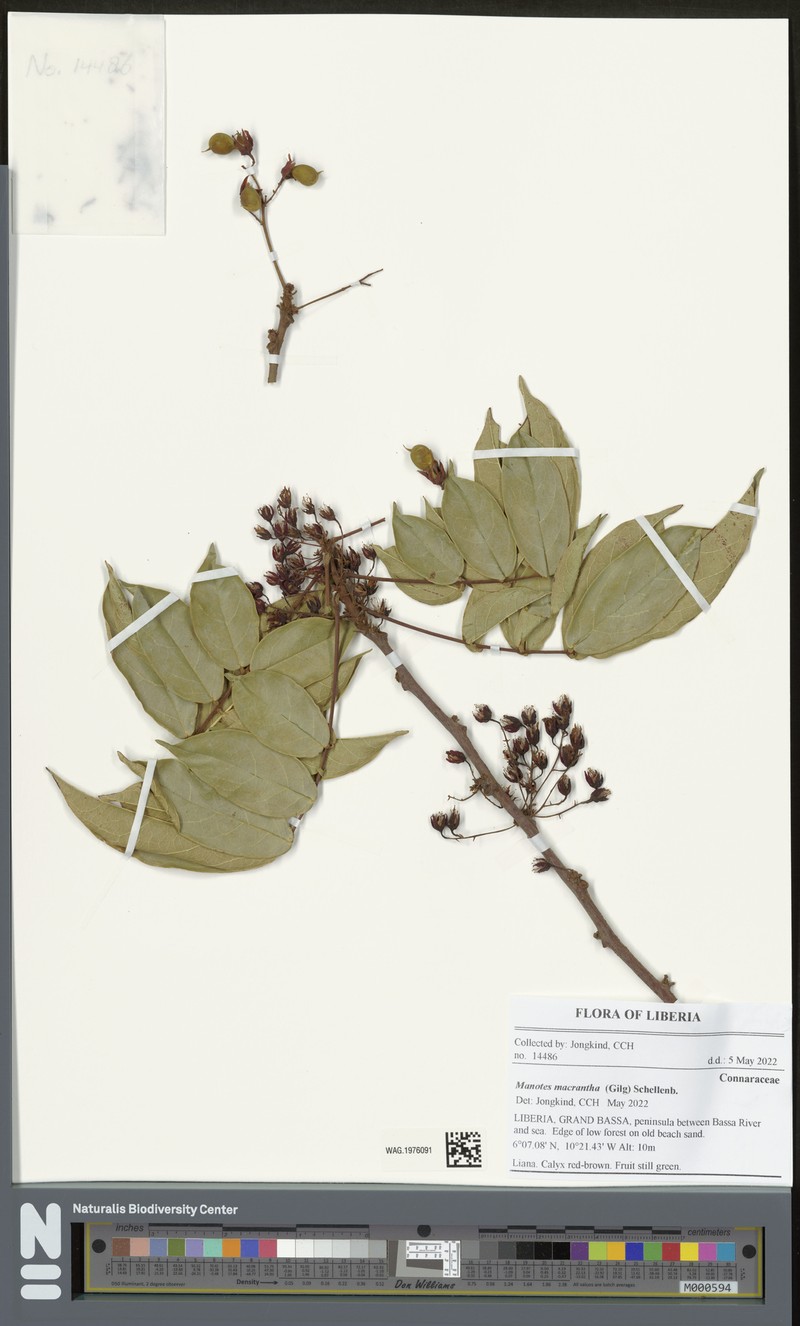 Manotes macrantha photo 4
