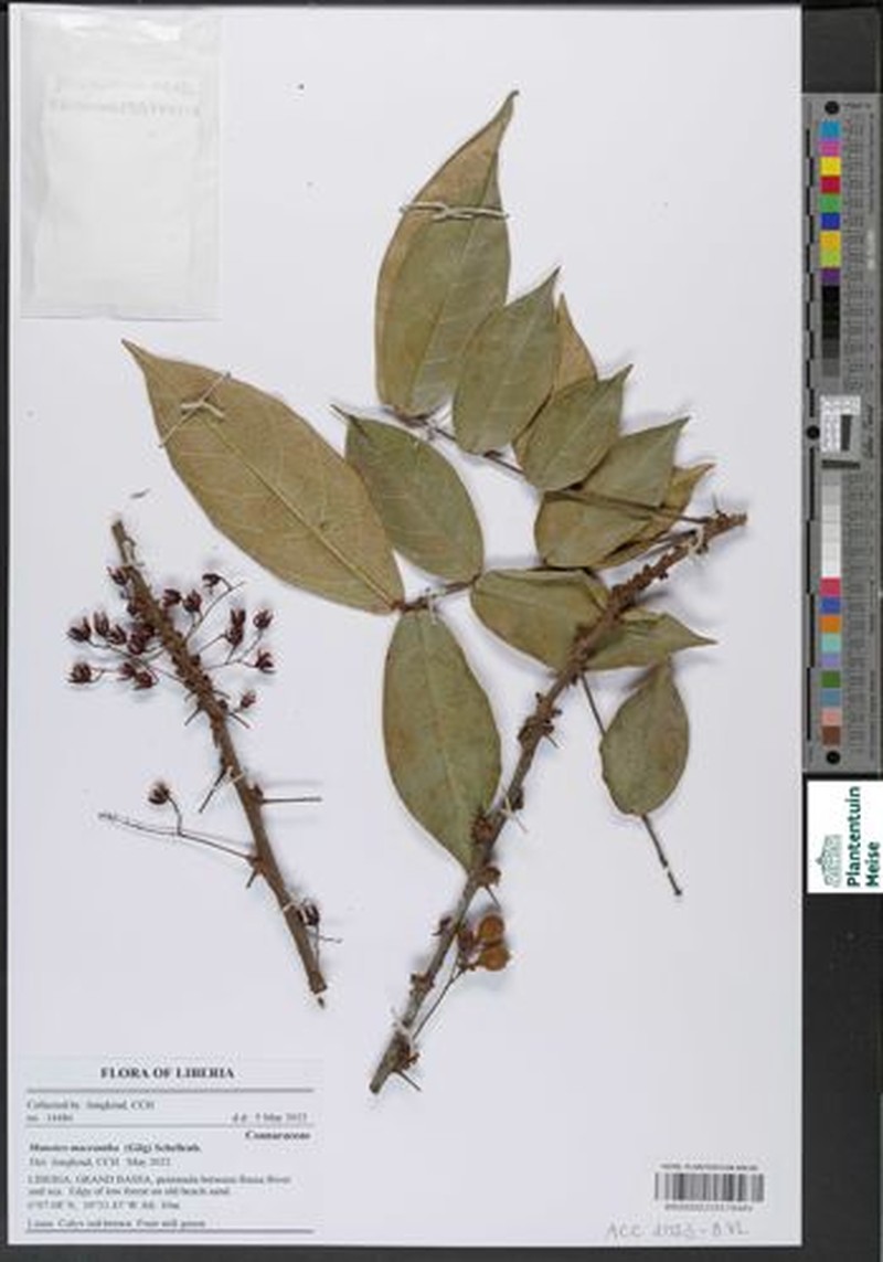 Manotes macrantha photo 5