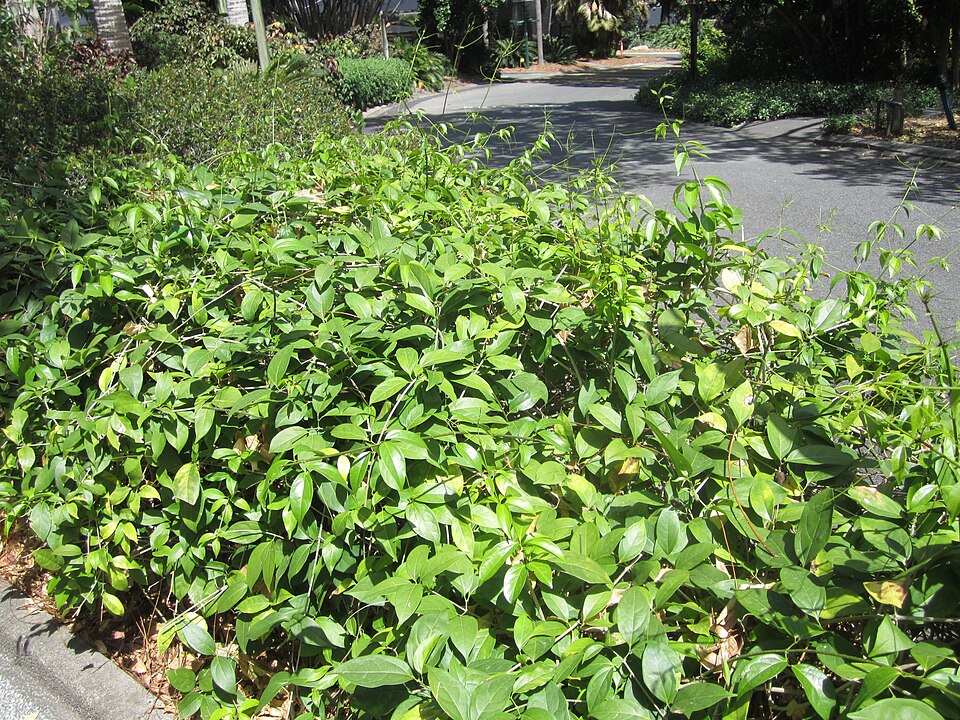 Garlicvine photo 3