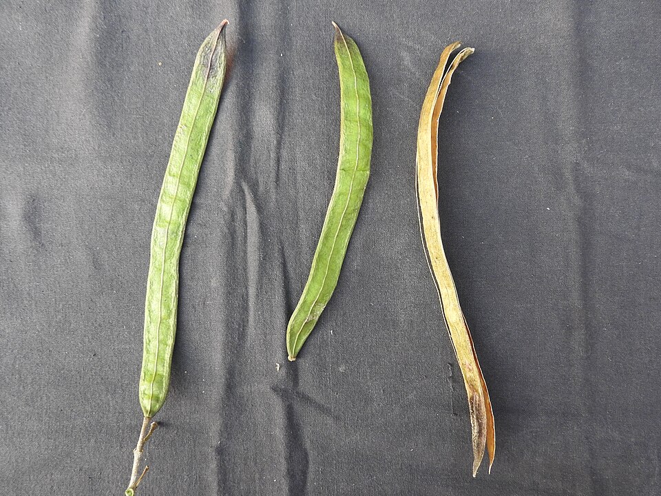 Garlicvine photo 4