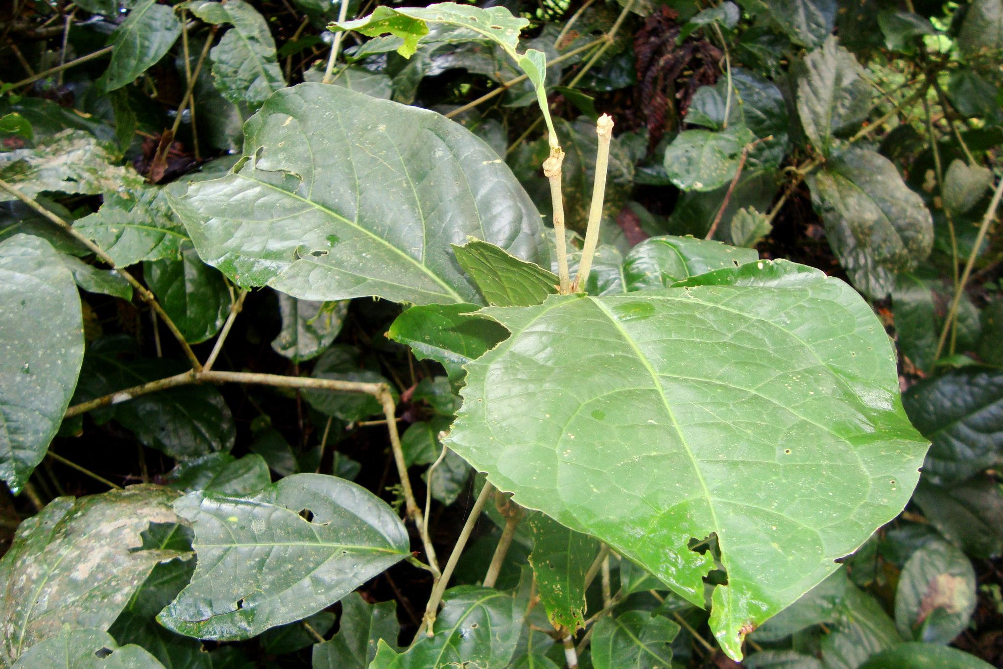 Garlicvine photo 5
