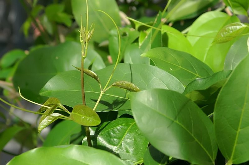Garlicvine photo 6