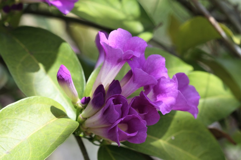 Garlicvine photo 7