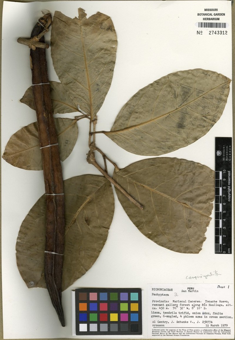 Mansoa gentryi