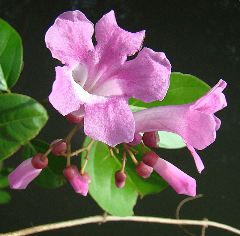 Membranous Garlicvine photo 4