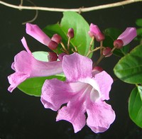 Membranous Garlicvine
