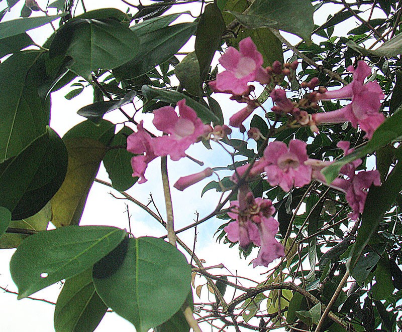 Membranous Garlicvine photo 2