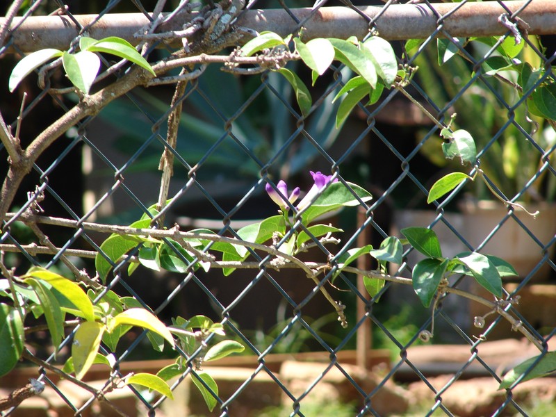 Membranous Garlicvine photo 3