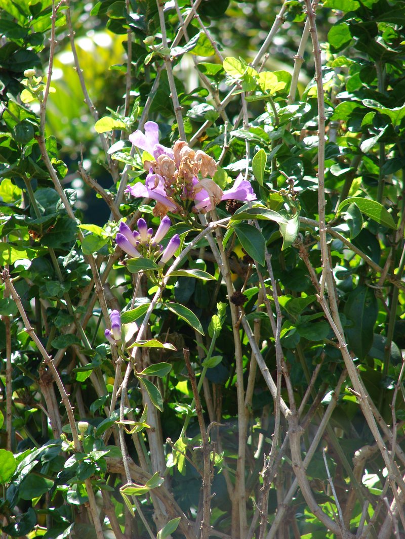 Membranous Garlicvine photo 6