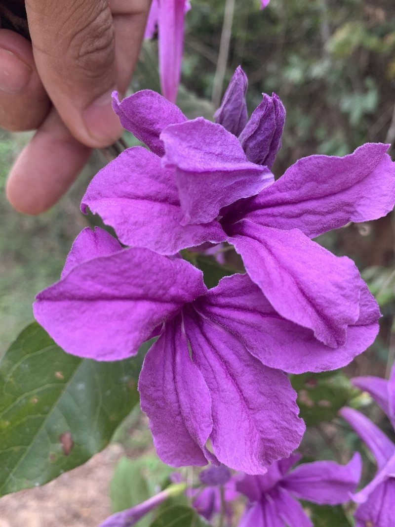 Mansoa minensis