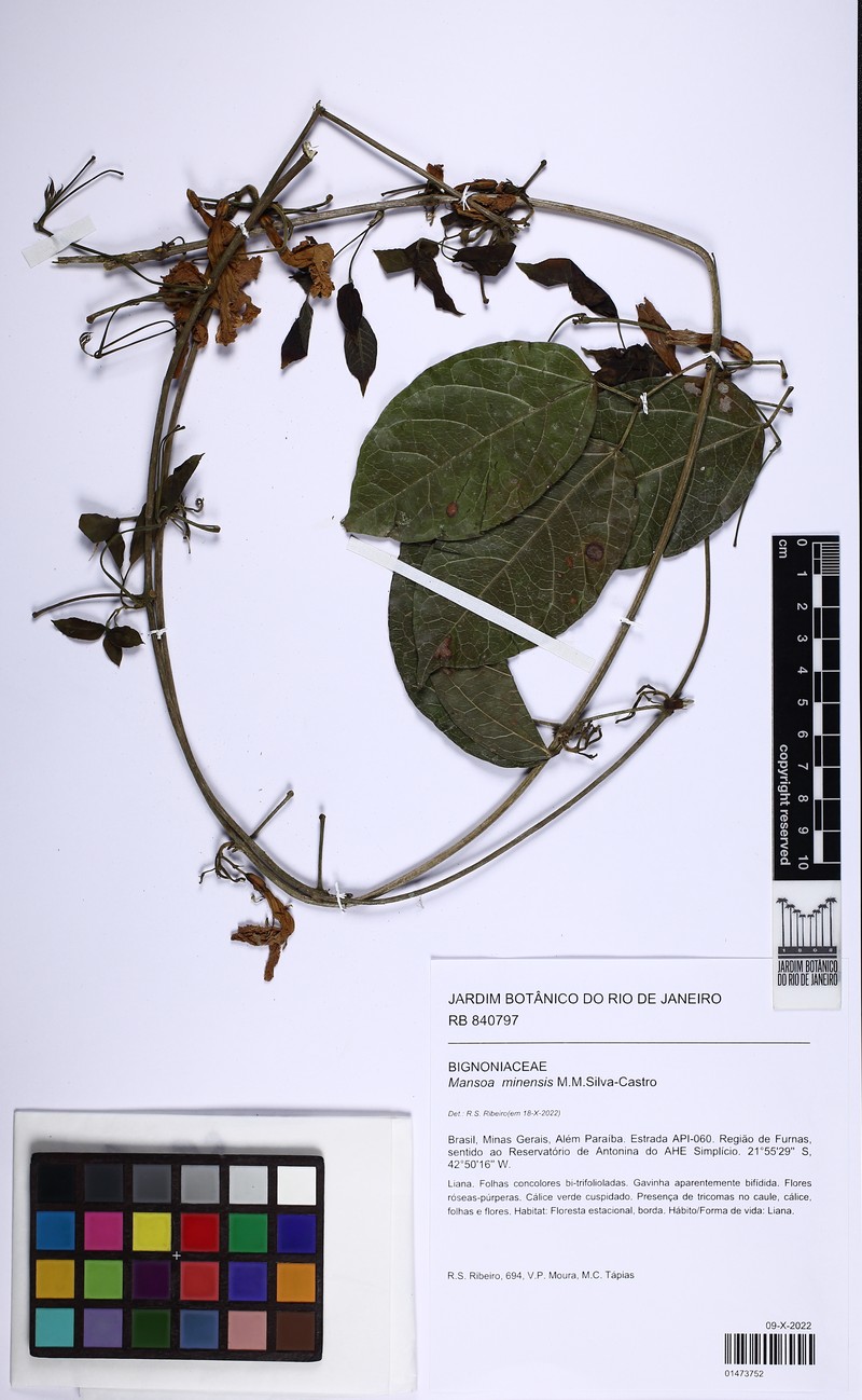 Mansoa minensis photo 2