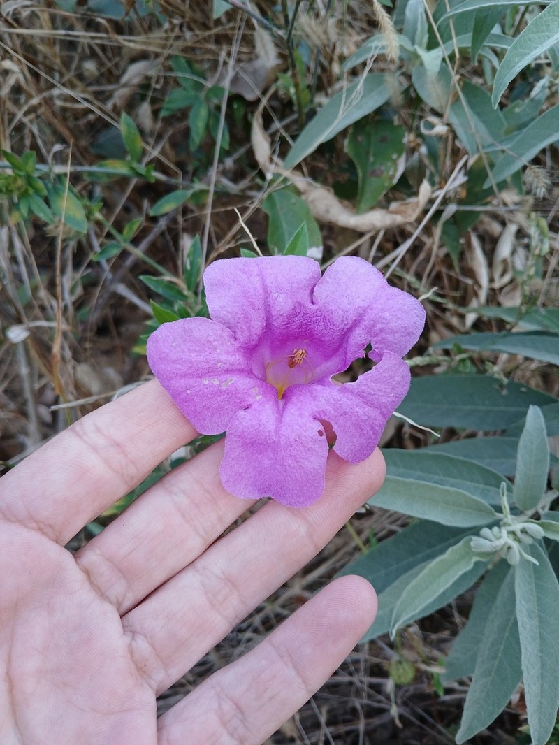 Mansoa paganuccii