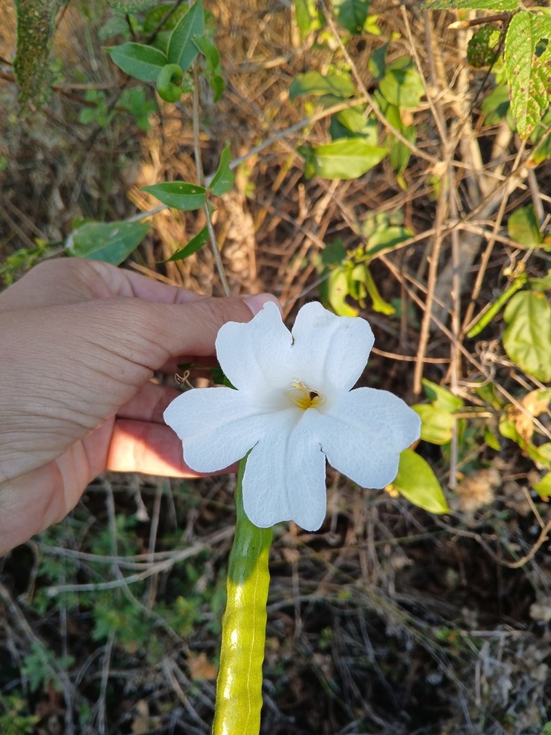 Mansoa paganuccii photo 3