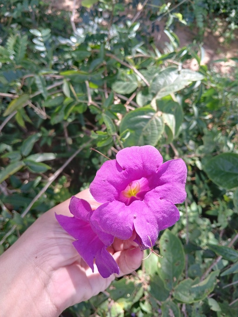 Mansoa paganuccii photo 5