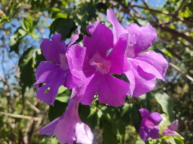 Mansoa paganuccii photo 6