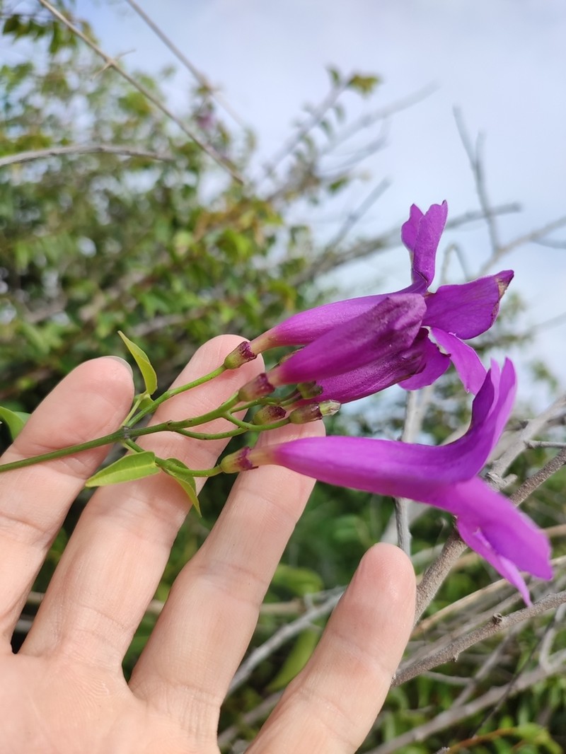Mansoa paganuccii photo 7