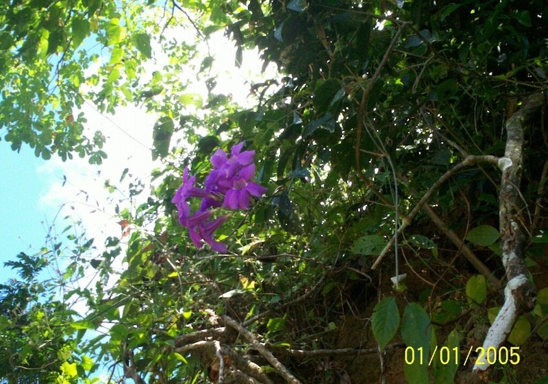 Mansoa paganuccii photo 8
