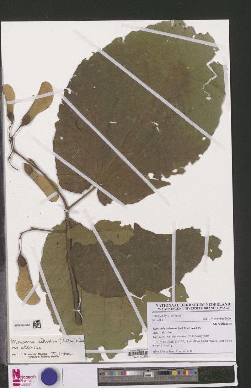 Mansonia altissima var. altissima