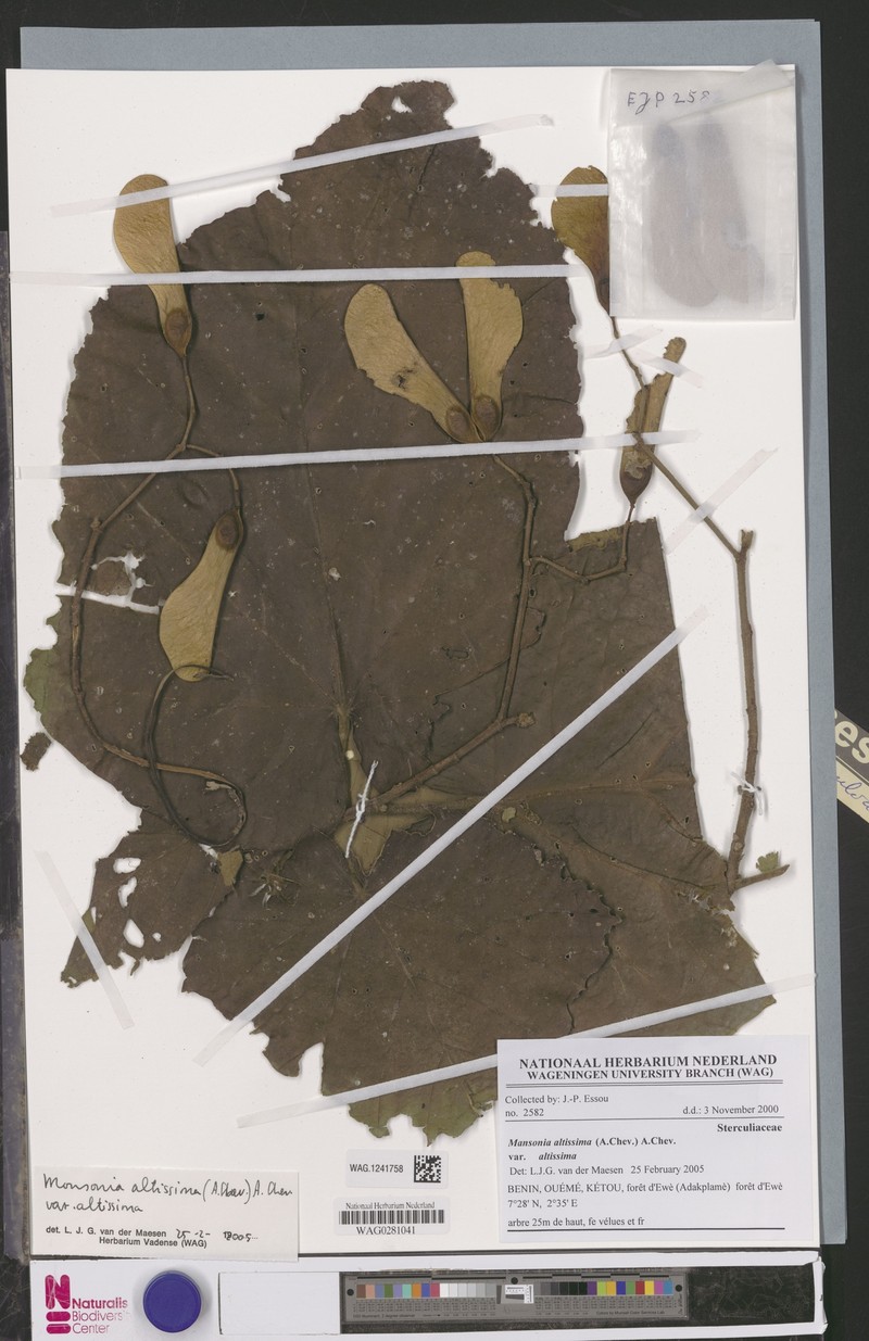 Mansonia altissima var. altissima photo 2