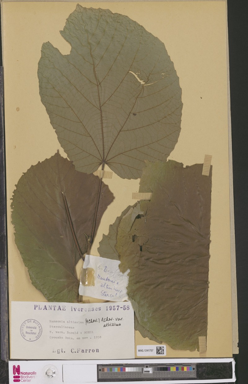 Mansonia altissima var. altissima photo 3