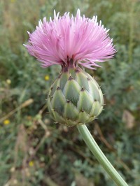 Dagger Flower