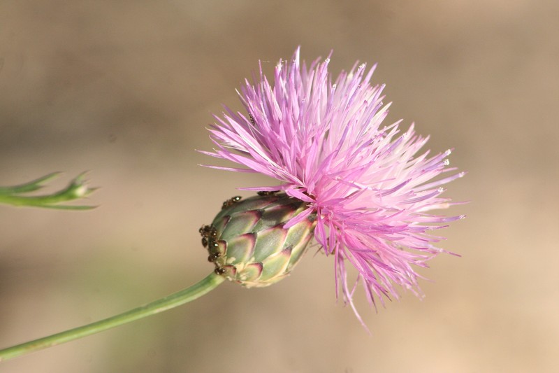 Dagger Flower photo 2