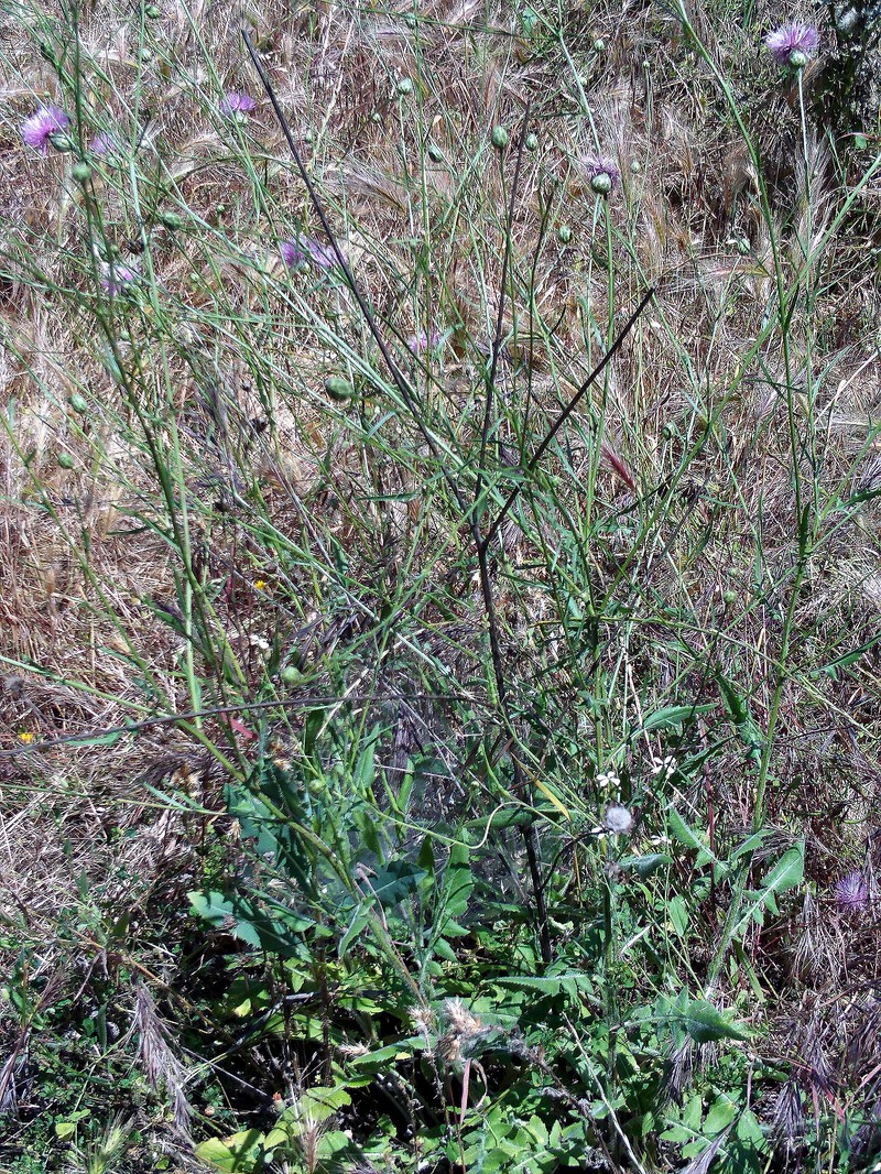 Dagger Flower photo 3