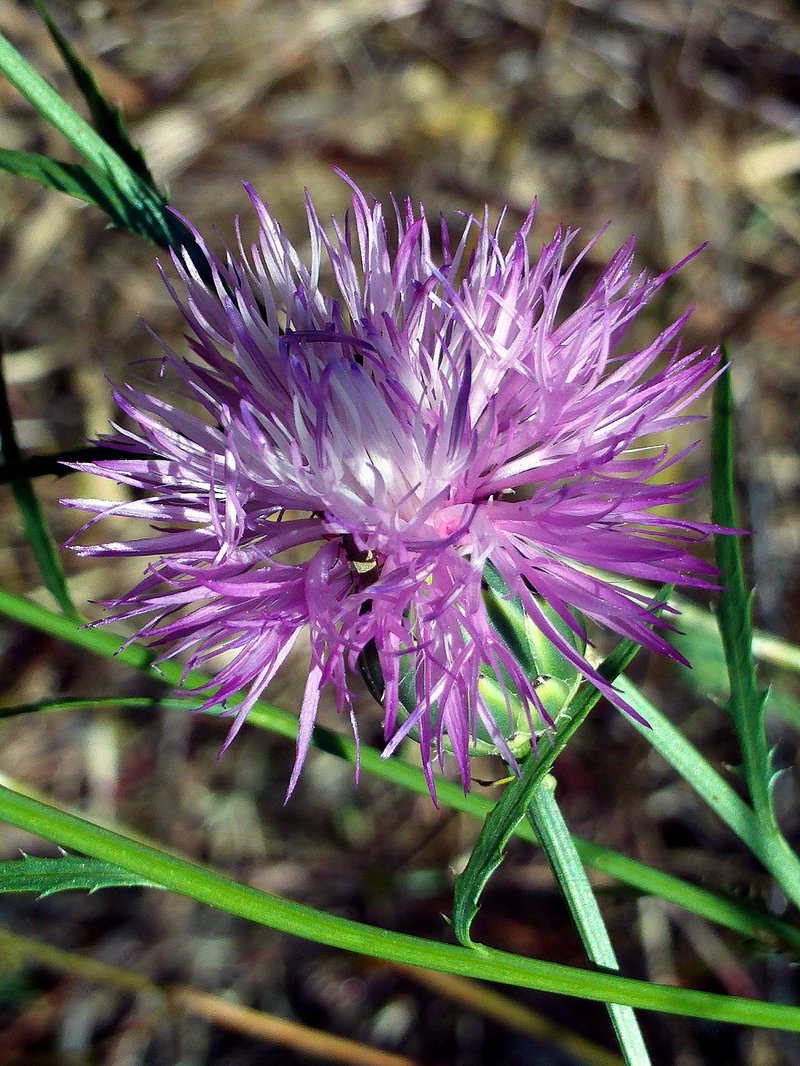 Dagger Flower photo 4
