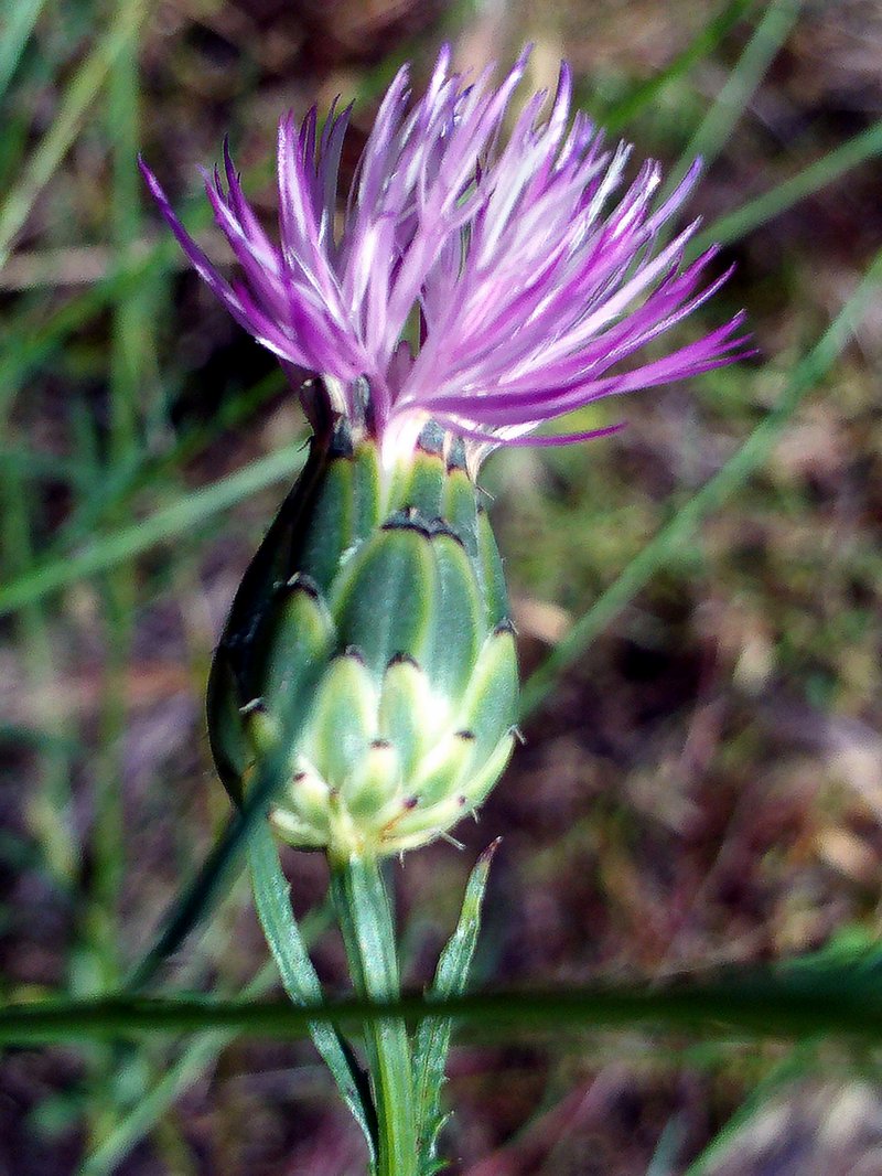 Dagger Flower photo 5