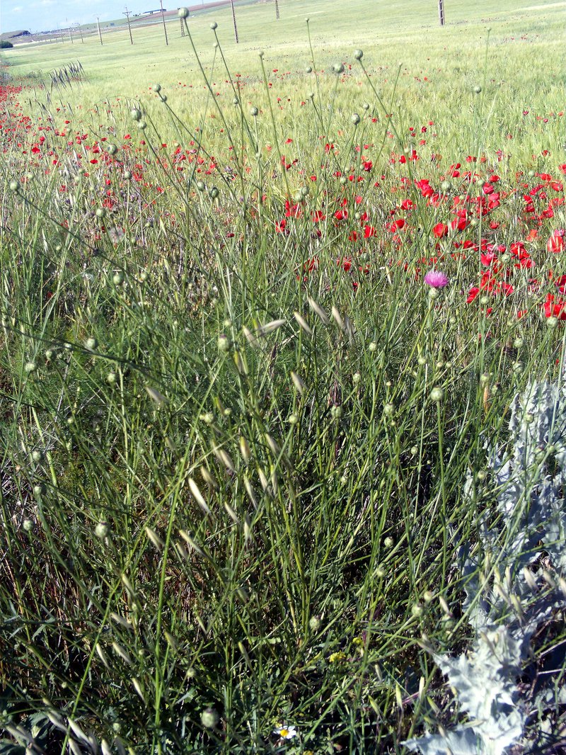 Dagger Flower photo 6
