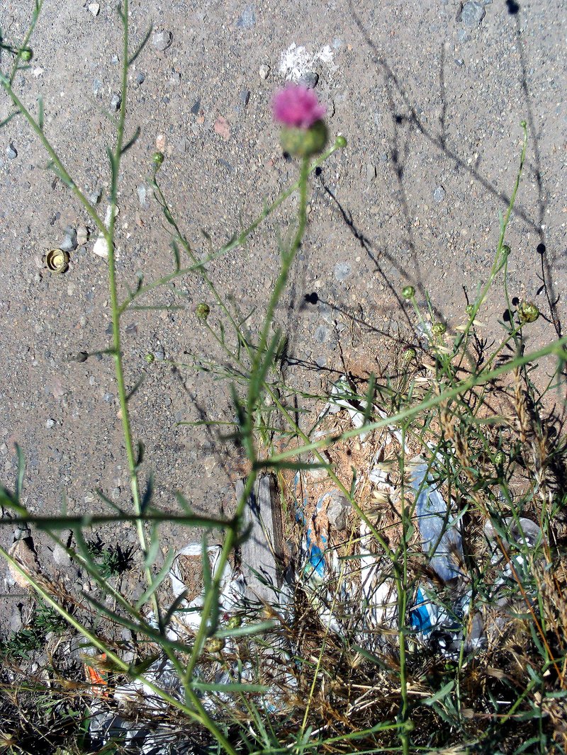 Dagger Flower photo 7