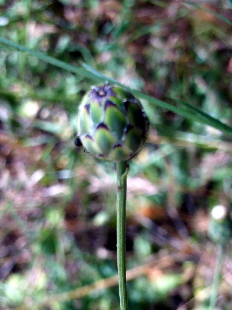 Dagger Flower photo 8