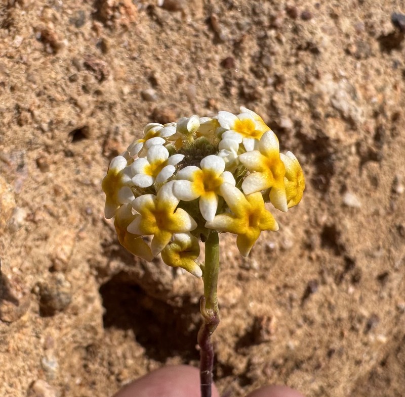 Manulea altissima subsp. altissima