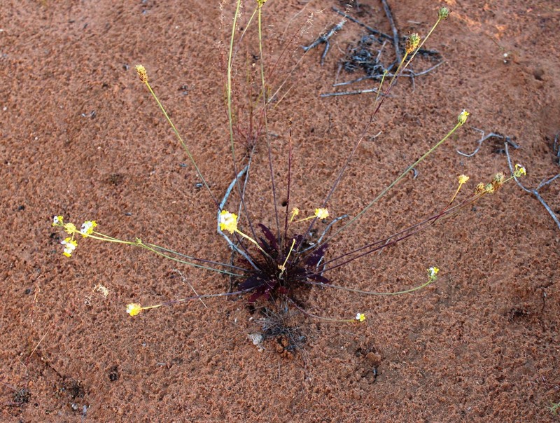 Manulea altissima subsp. altissima photo 2