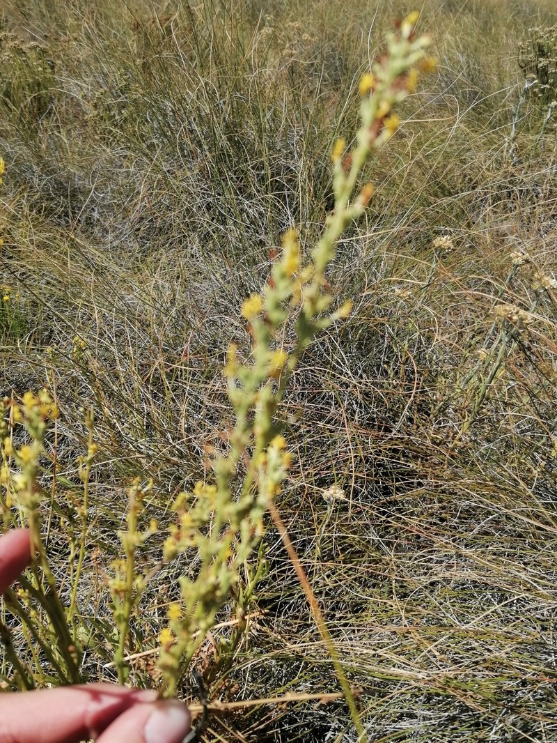 Manulea crassifolia subsp. crassifolia