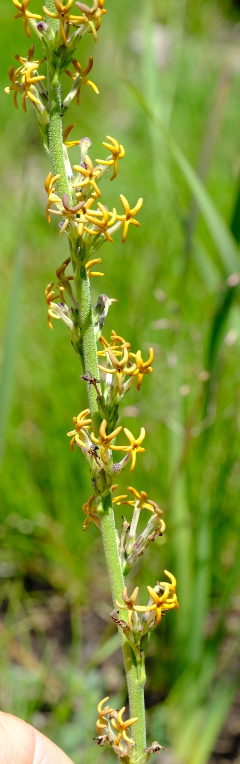 Manulea crassifolia subsp. crassifolia photo 2