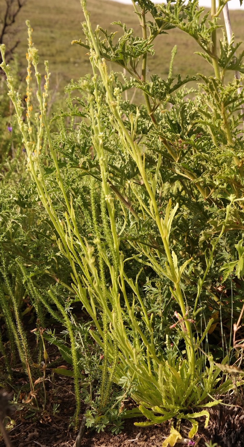 Manulea crassifolia subsp. crassifolia photo 3