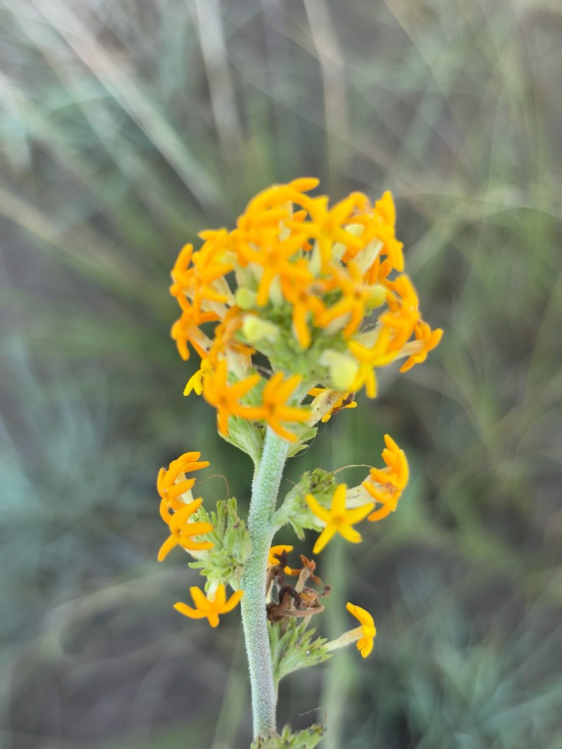 Manulea parviflora var. parviflora