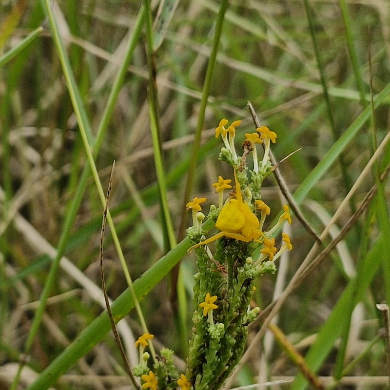 Manulea parviflora var. parviflora photo 2