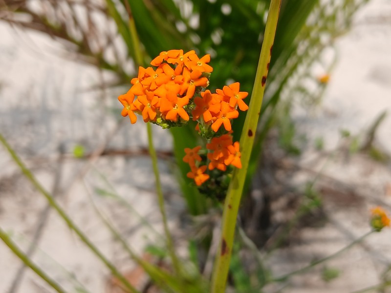 Manulea parviflora var. parviflora photo 3