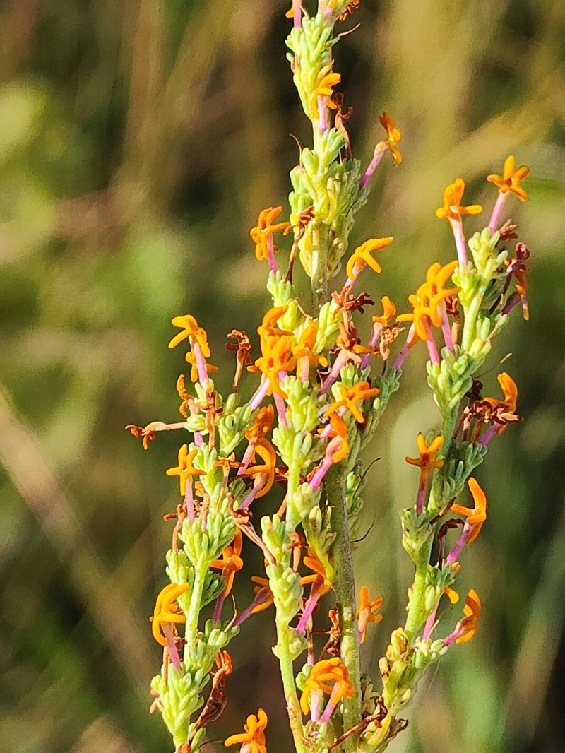 Manulea parviflora var. parviflora photo 4