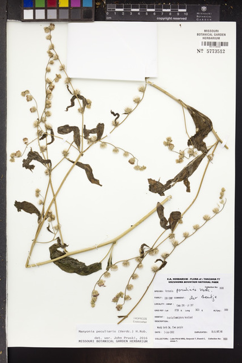 Manyonia peculiaris