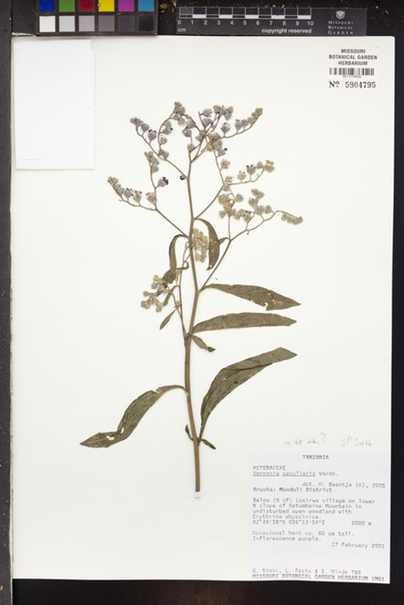 Manyonia peculiaris photo 2