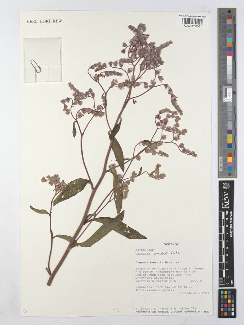 Manyonia peculiaris photo 3