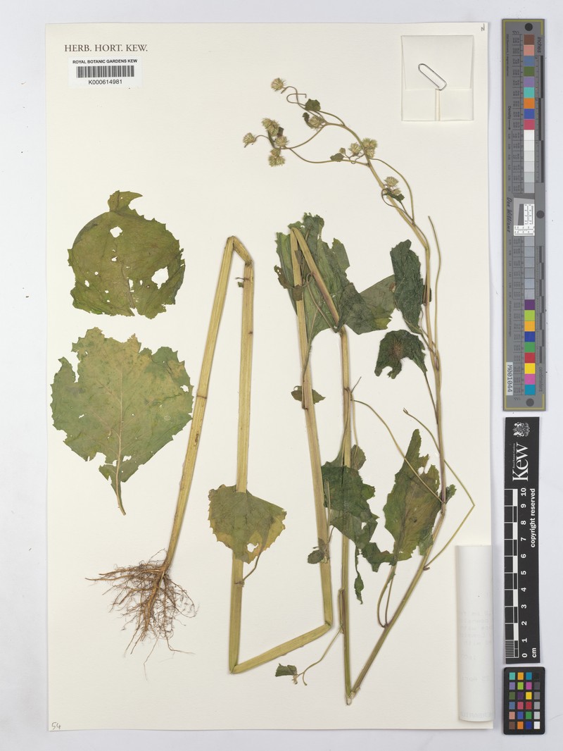 Manyonia peculiaris photo 4