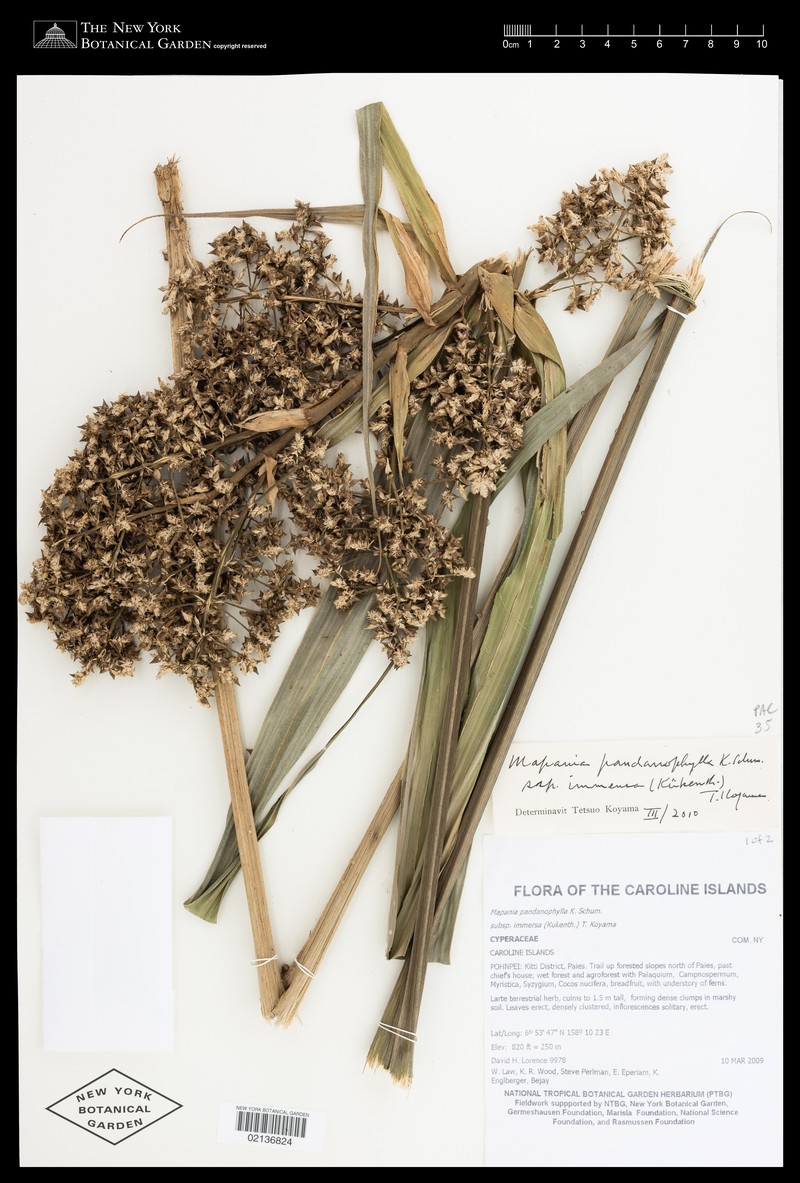 Sumatran Sawsedge