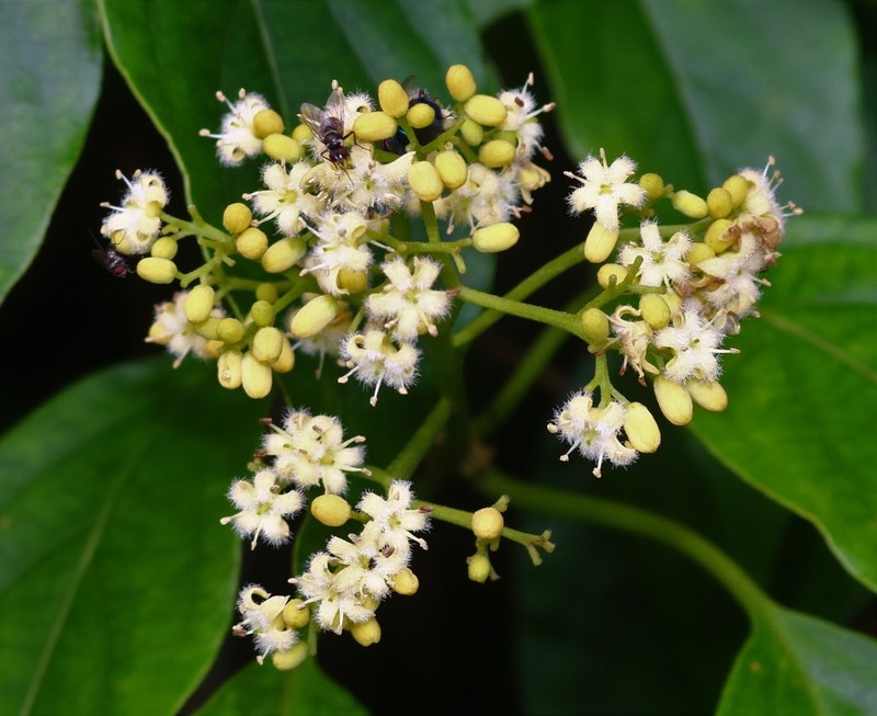 Mappia nimmoniana