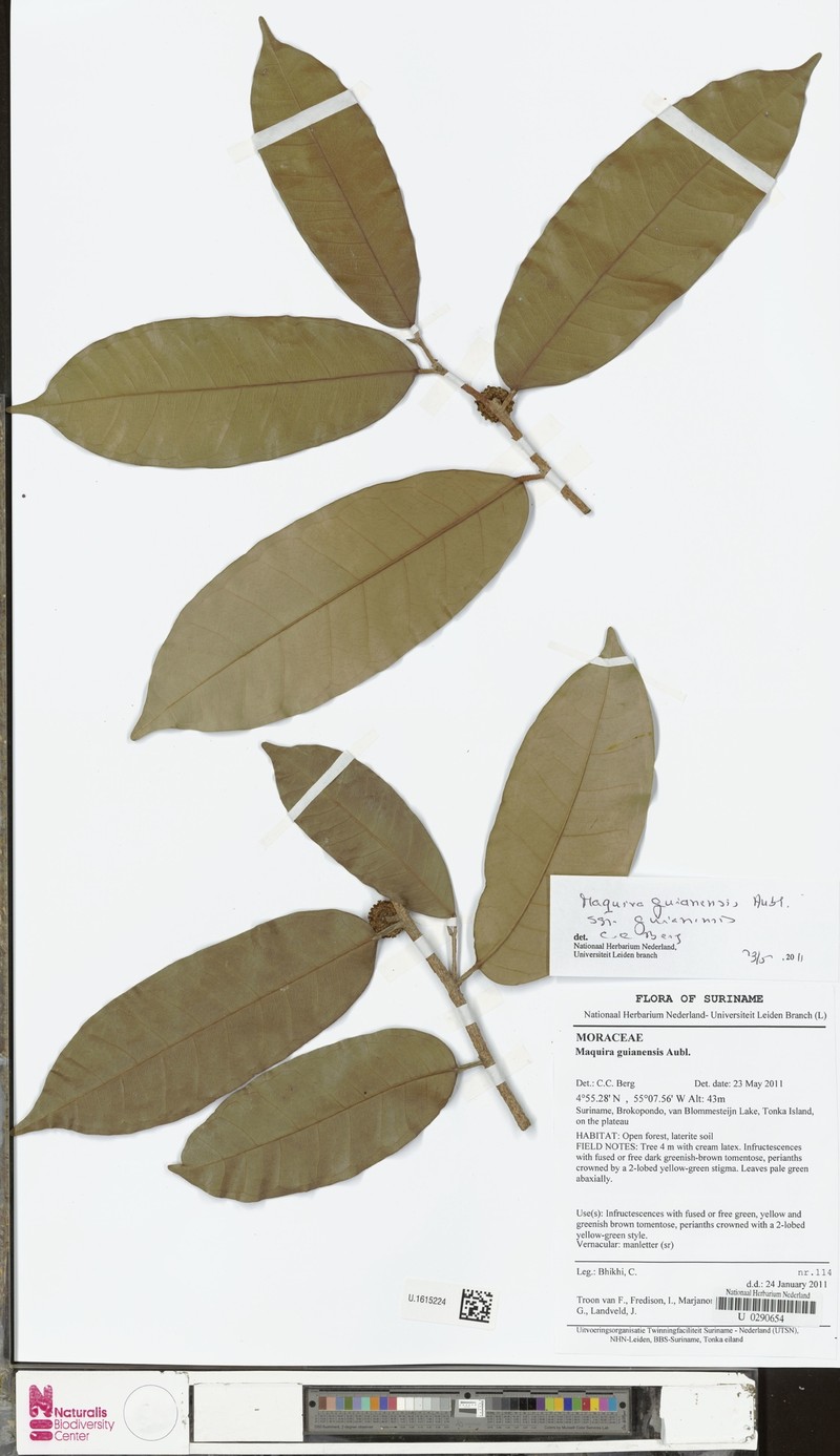 Maquira guianensis subsp. guianensis