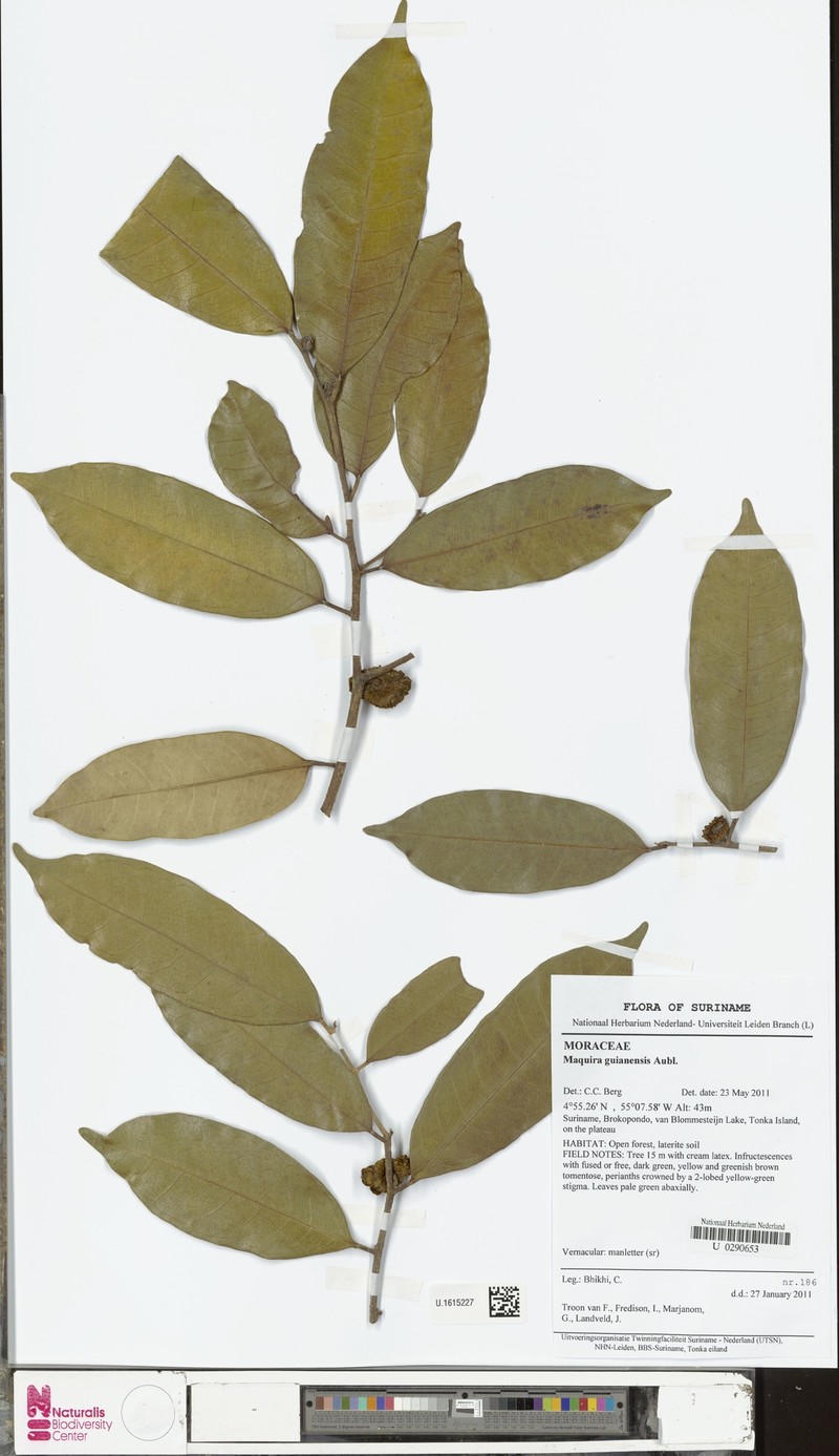 Maquira guianensis subsp. guianensis photo 2